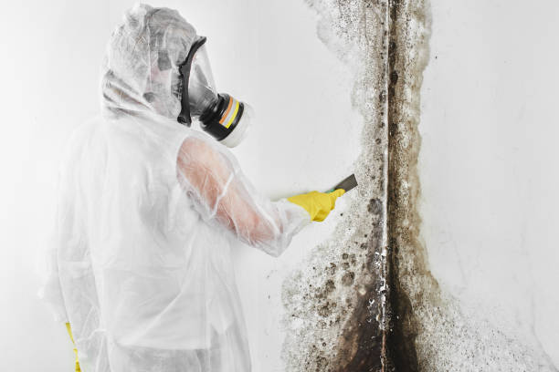 Best Crawl Space Mold Removal  in Second Mesa, AZ