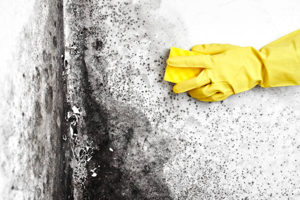 Best Attic Mold Removal  in Second Mesa, AZ