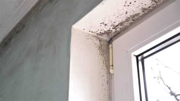 Best Professional Mold Removal  in Second Mesa, AZ