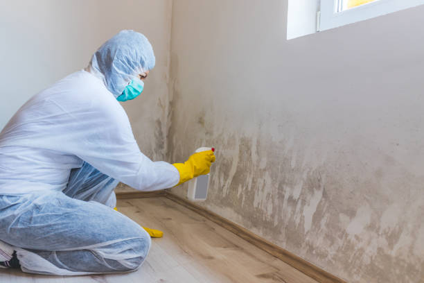 Best Commercial Mold Removal  in Second Mesa, AZ