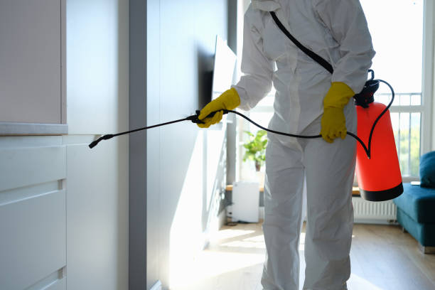 Office Mold Removal Services in Second Mesa, AZ