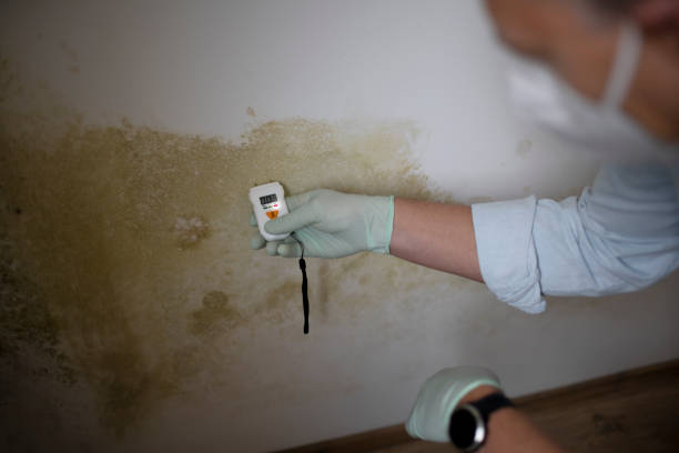 Best Local Mold Removal Service  in Second Mesa, AZ