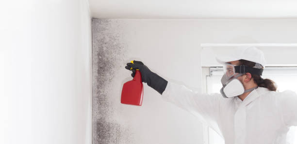 Best Residential Mold Removal  in Second Mesa, AZ