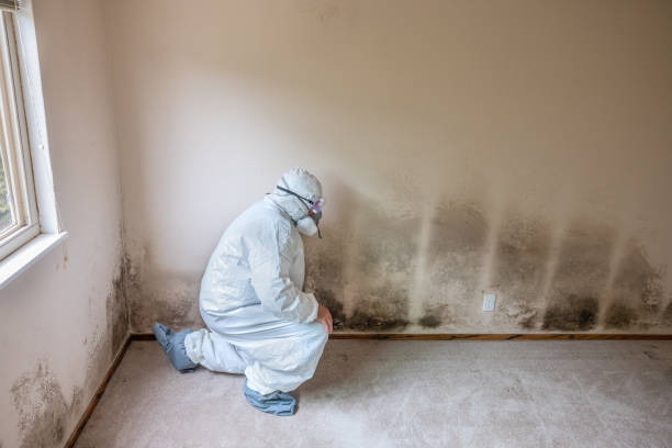 Best Mold Testing and Removal  in Second Mesa, AZ