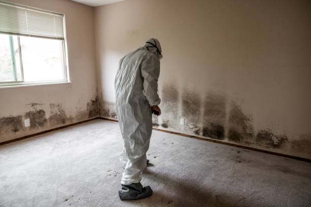 Best Black Mold Removal  in Second Mesa, AZ