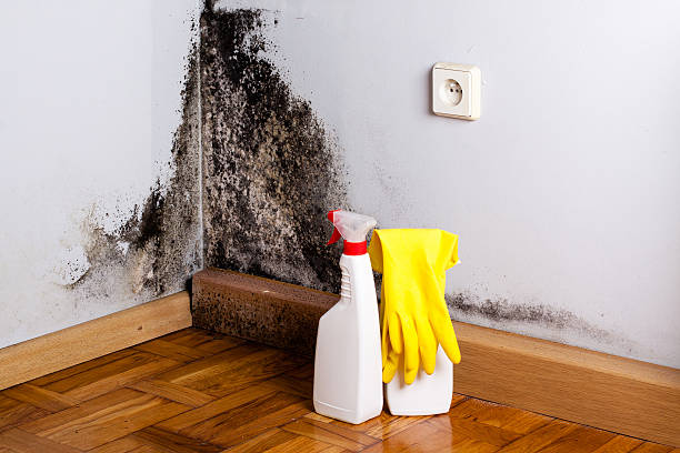 Best Mold Removal Company Near Me  in Second Mesa, AZ