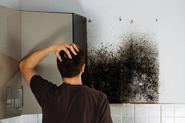 Best Office Mold Removal Services  in Second Mesa, AZ