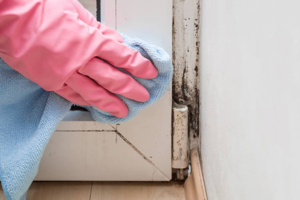 Professional Mold Removal in Second Mesa, AZ